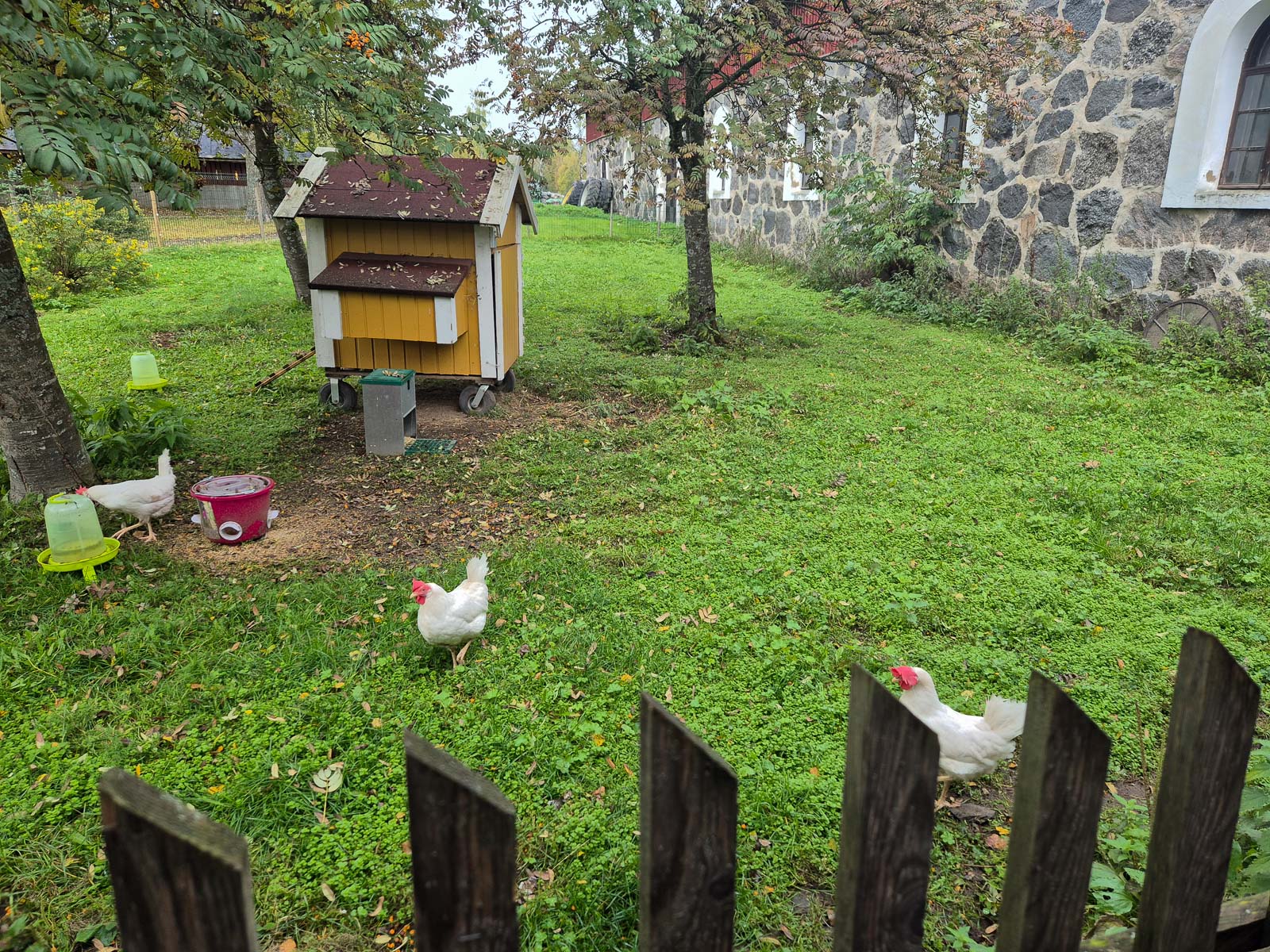 Chickens roaming the farmyard at TeaHouse of Wehmais in Juva