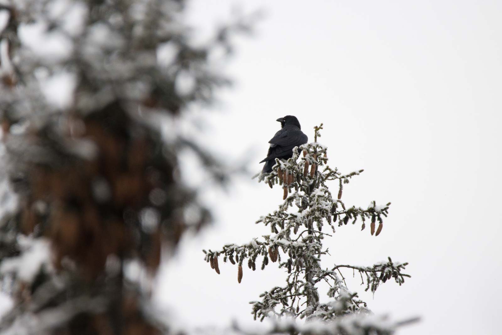 Raven overlooking Aulanko from a spruce tree